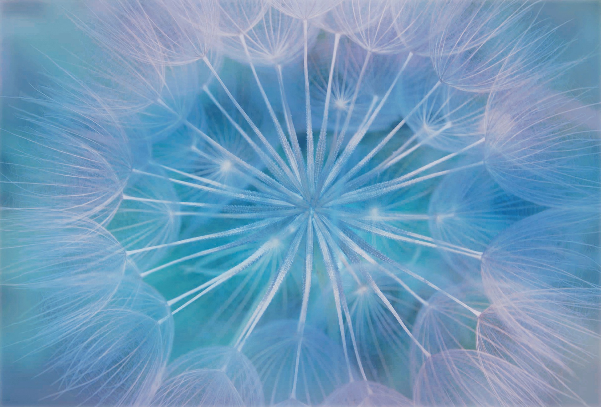 Cras tristique purus non lacus